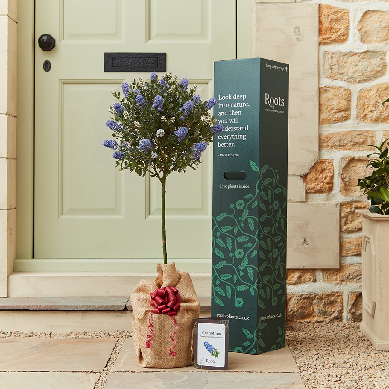 Ceanothus Group Shot