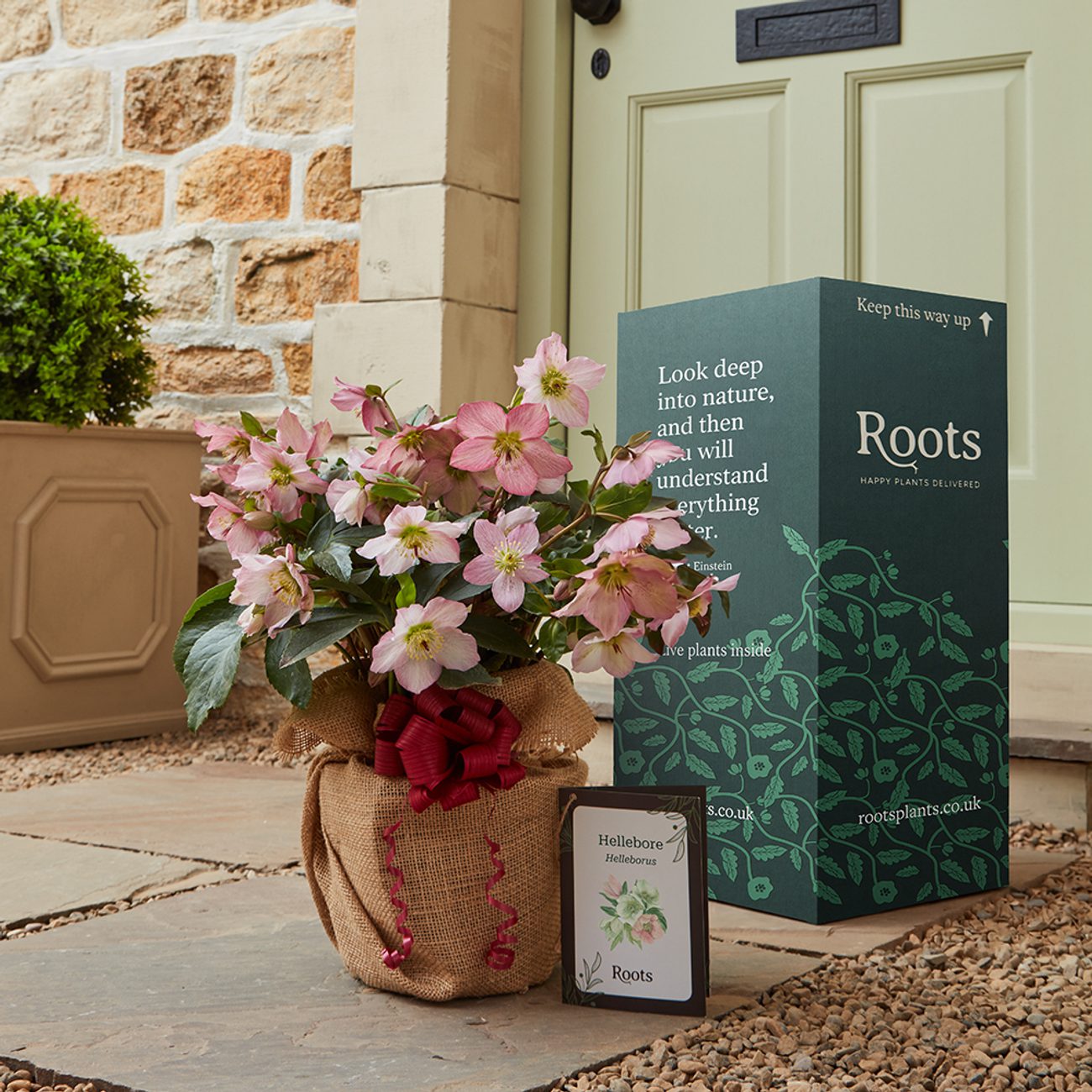 Hellebore Group Shot