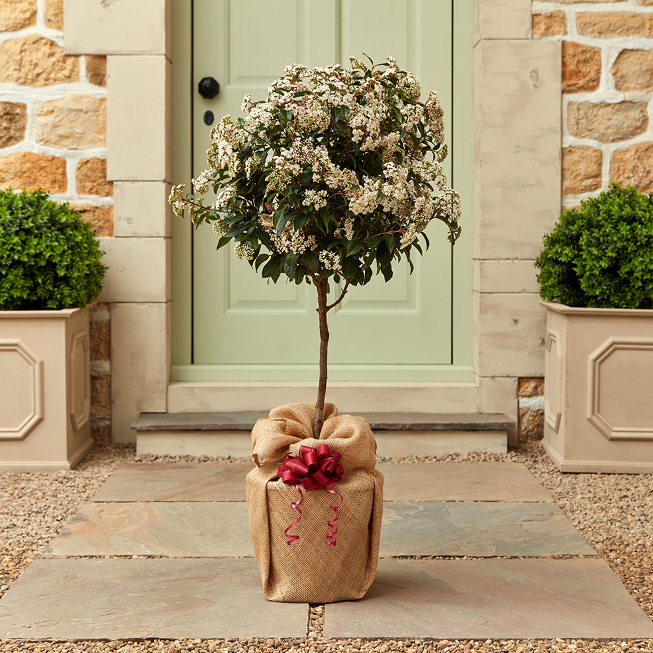 Viburnun Half Standard Single Shot