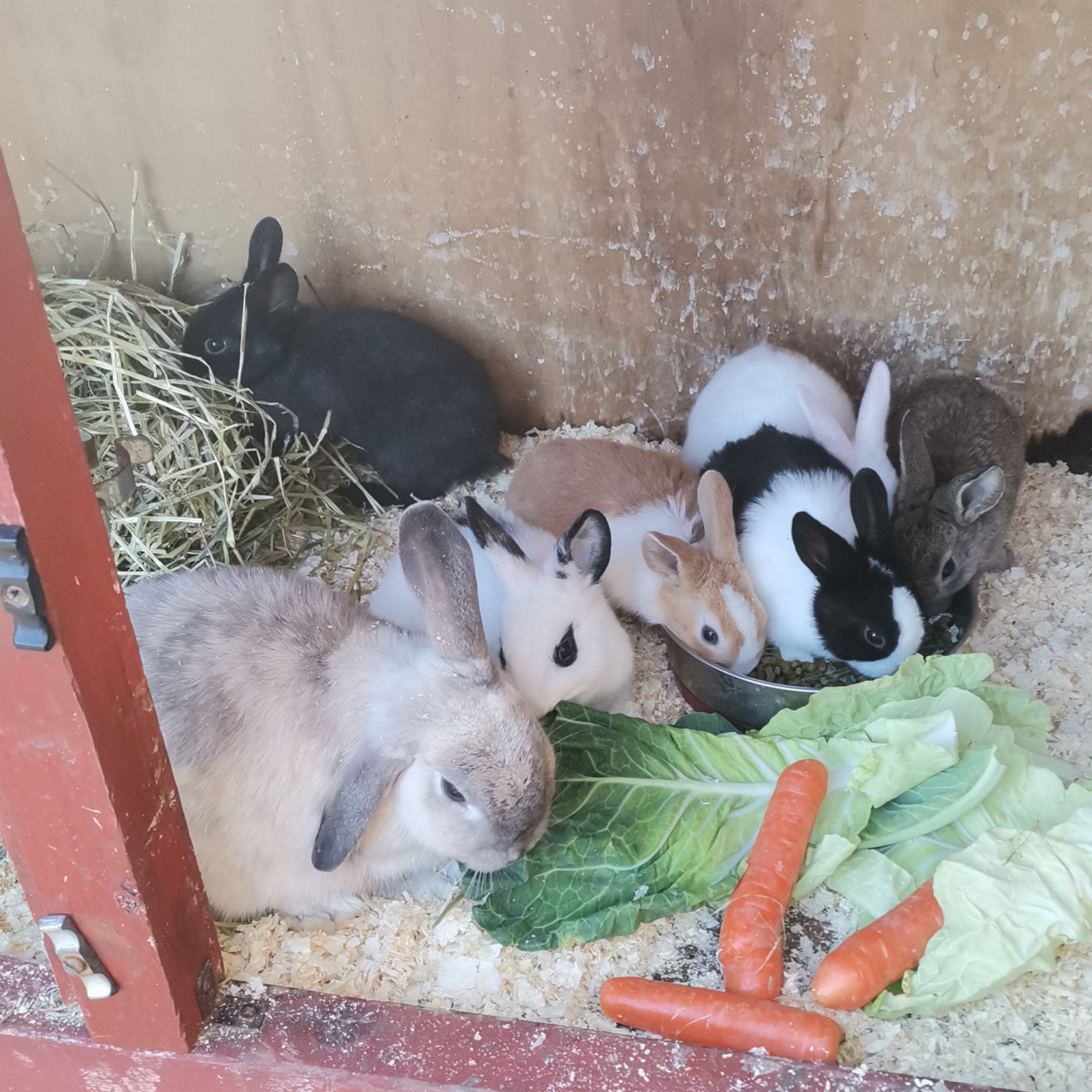 Baby Rabbits Farmer Terry 2023 03 03 152604 xzss